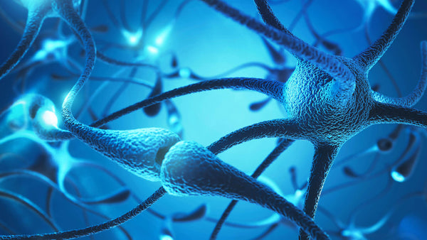 Insight #8: What Is Stress?